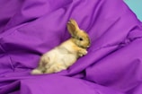 A small, fluffy brown rabbit lying on its side against a vibrant purple fabric. The rabbit's ears are perked up, and it looks relaxed and comfortable on the soft material.