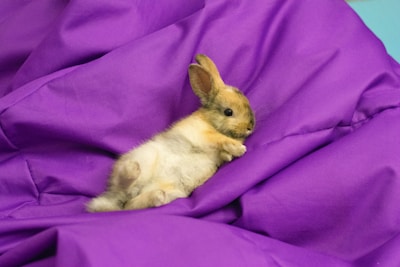 A small, fluffy brown rabbit lying on its side against a vibrant purple fabric. The rabbit's ears are perked up, and it looks relaxed and comfortable on the soft material.
