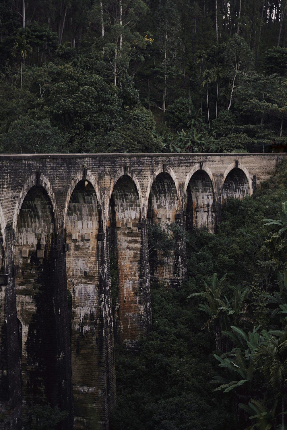 a train traveling over a bridge in the middle of a forest