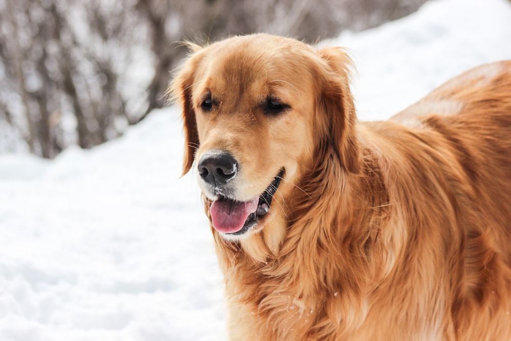 a large brown dog standing in the snow