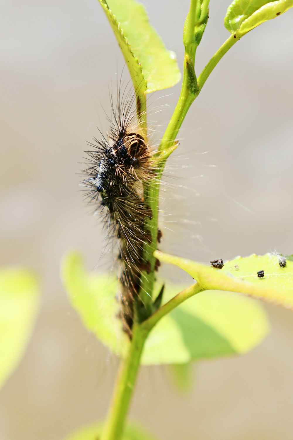 a close up of a caterpillar on a plant