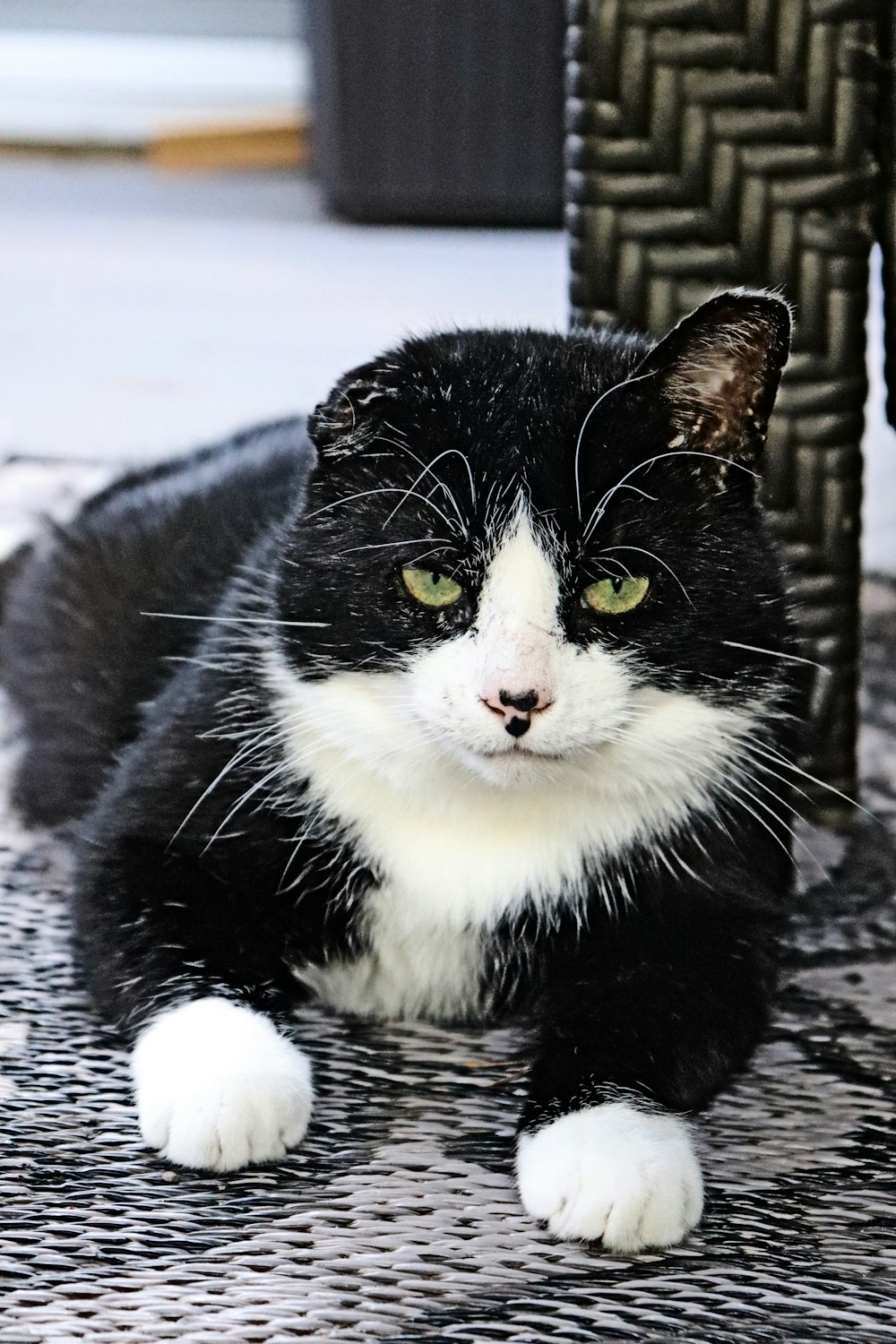 a black and white cat sitting on a table