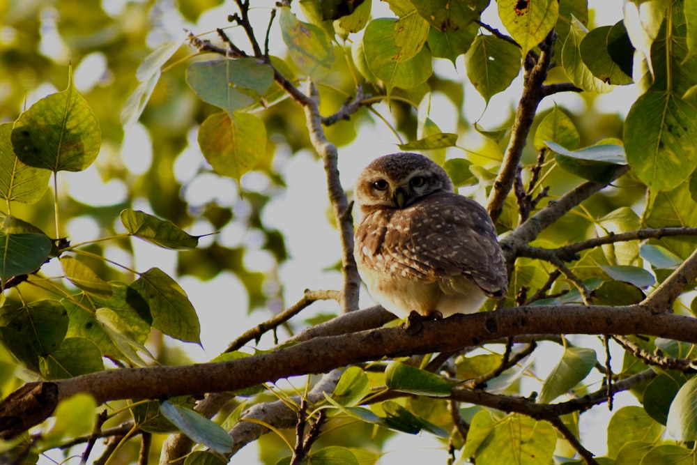 a small owl sitting on a branch of a tree