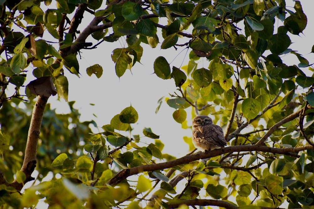an owl is sitting in a tree with leaves