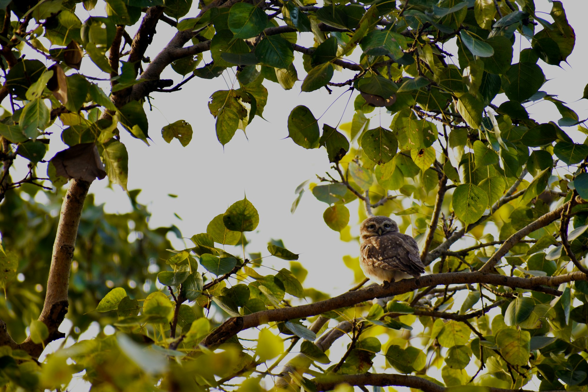 an owl is sitting in a peepal tree with leaves