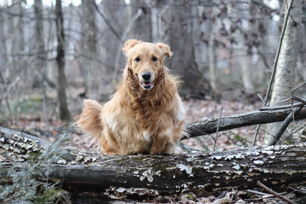 a dog sitting on a fallen tree in the woods