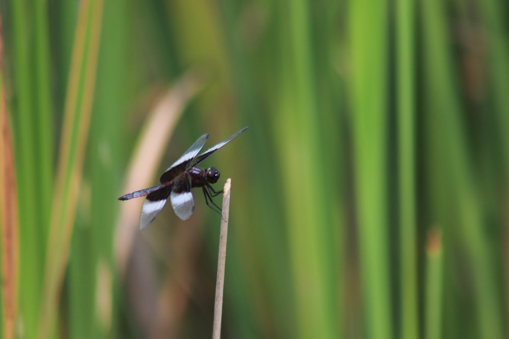 a black and white dragonfly sitting on top of a plant