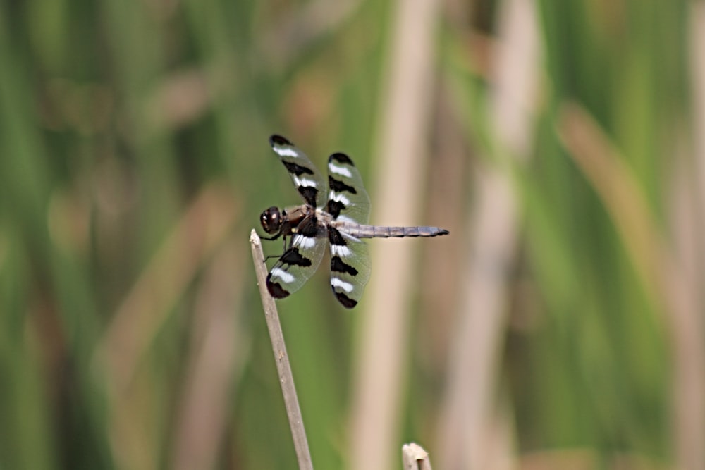 a black and white dragonfly sitting on top of a plant