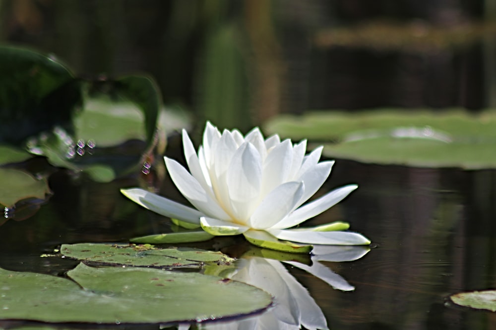 a white water lily floating on top of a pond