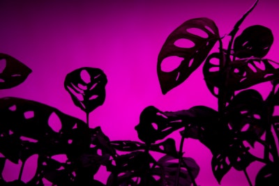 Types of UV light for plants