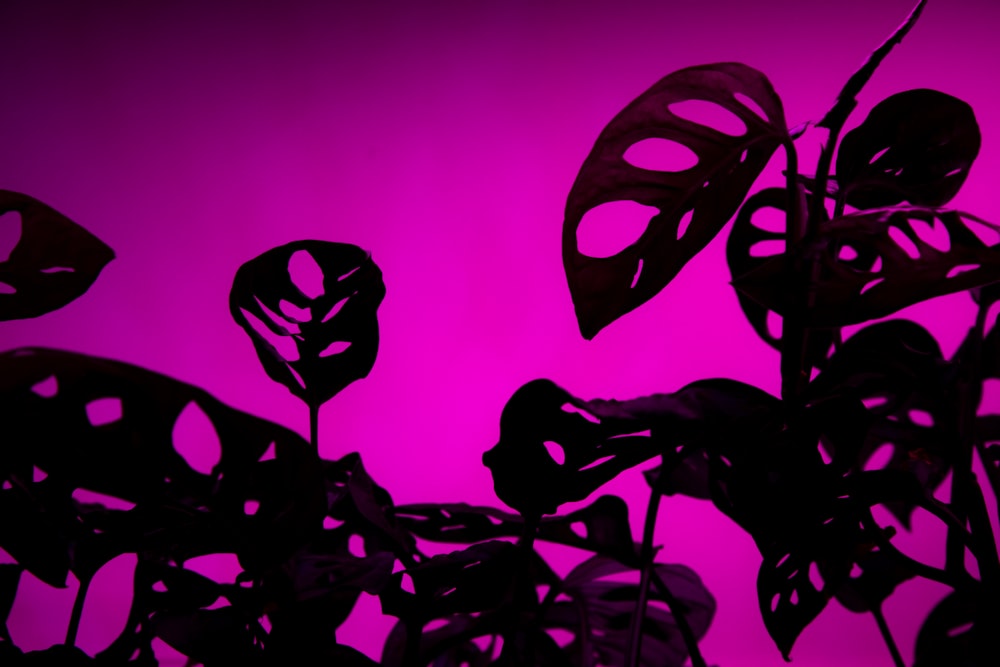a close up of a plant with a purple background