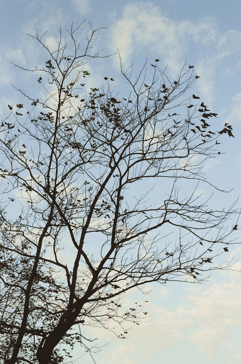 a flock of birds sitting on top of a tree