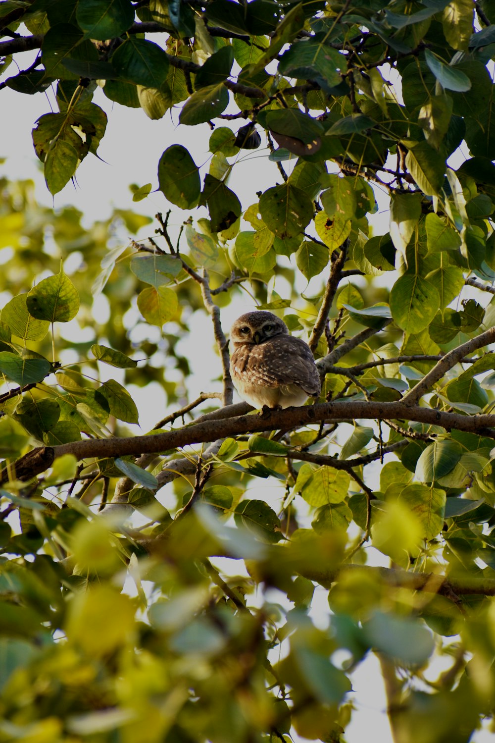a small owl sitting on a branch of a tree