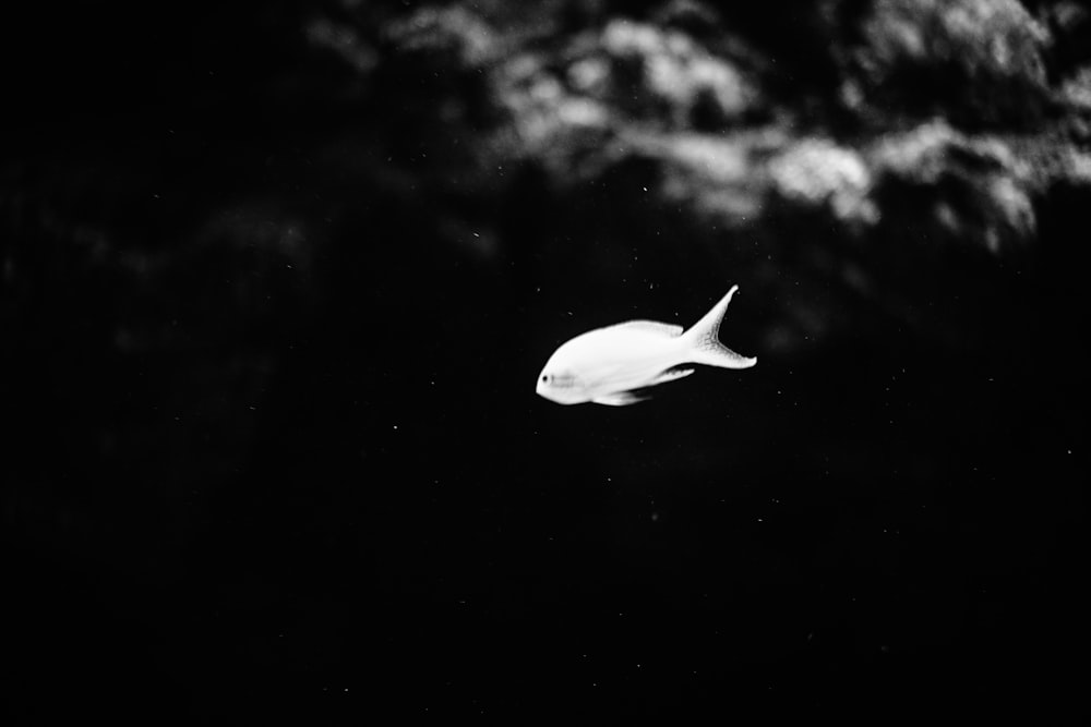 a large white fish floating in the air