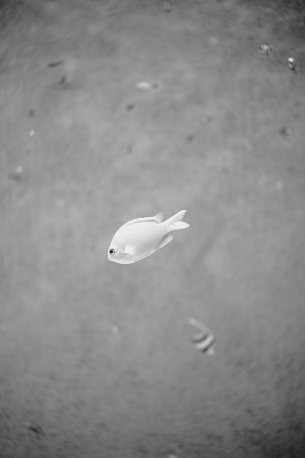 a white fish floating on top of a body of water