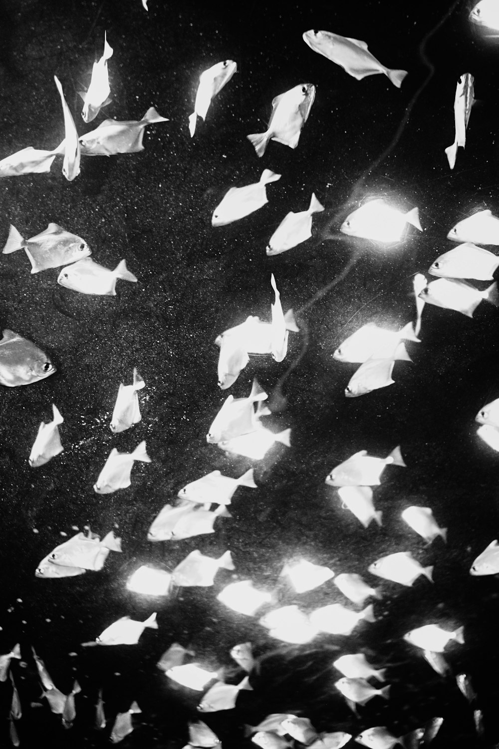 a group of origami fish floating in the water