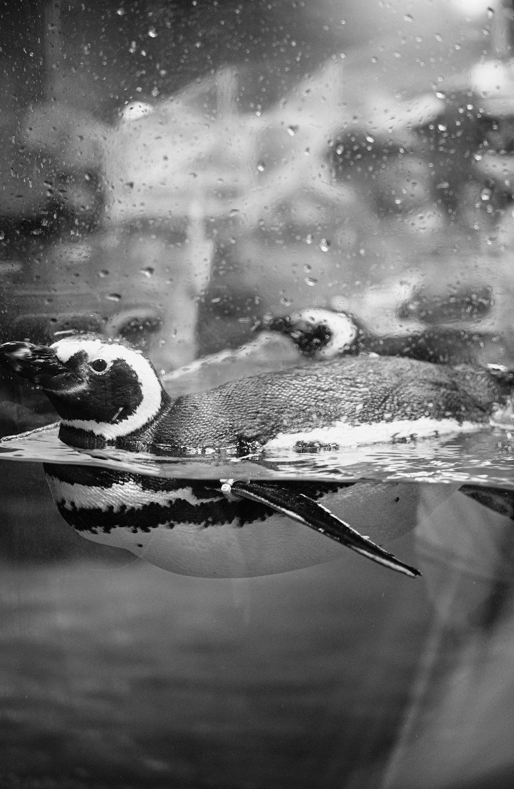 a black and white photo of a penguin swimming