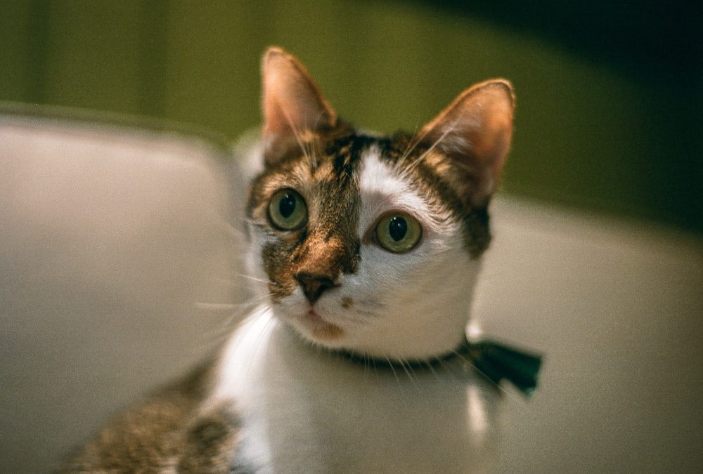 a close up of a cat wearing a bow tie