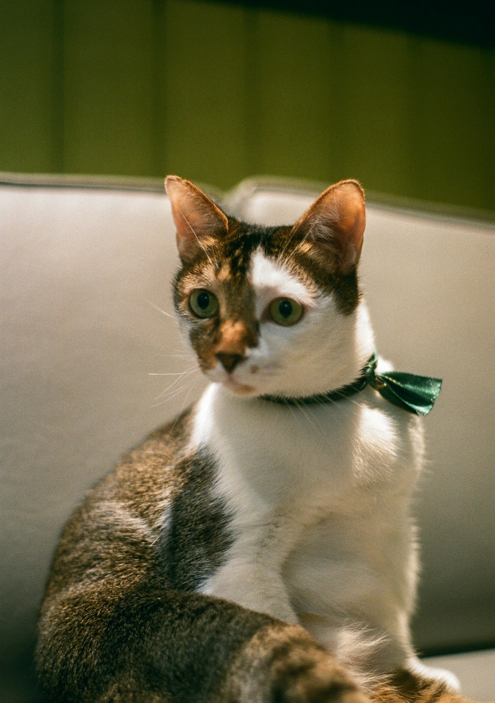 a cat sitting on a couch wearing a green bow tie