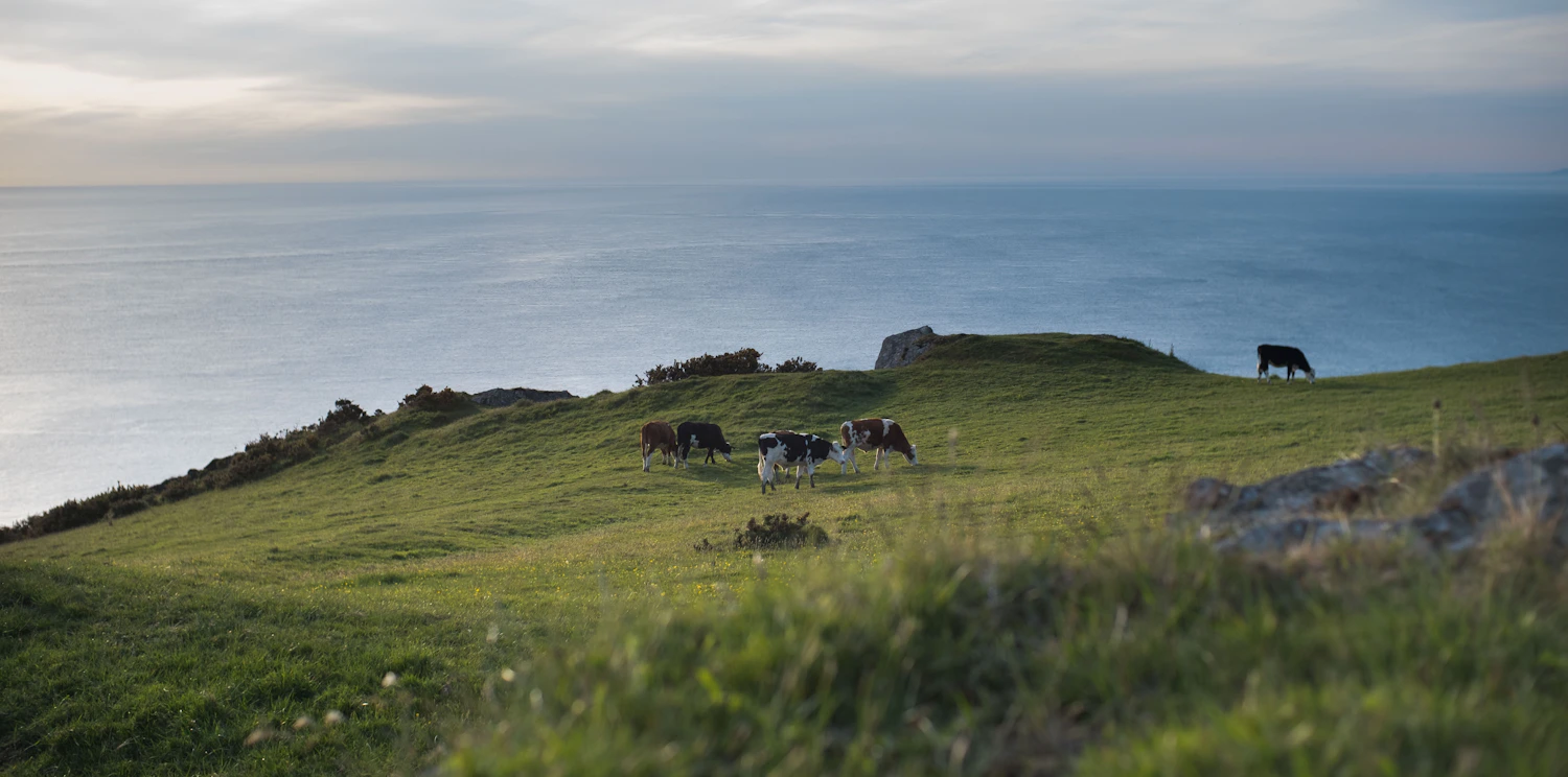 Cattle grazing on a green coastal pasture