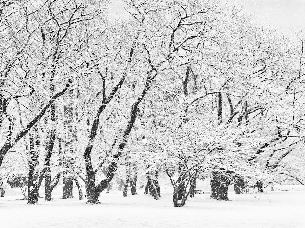 a black and white photo of snow covered trees