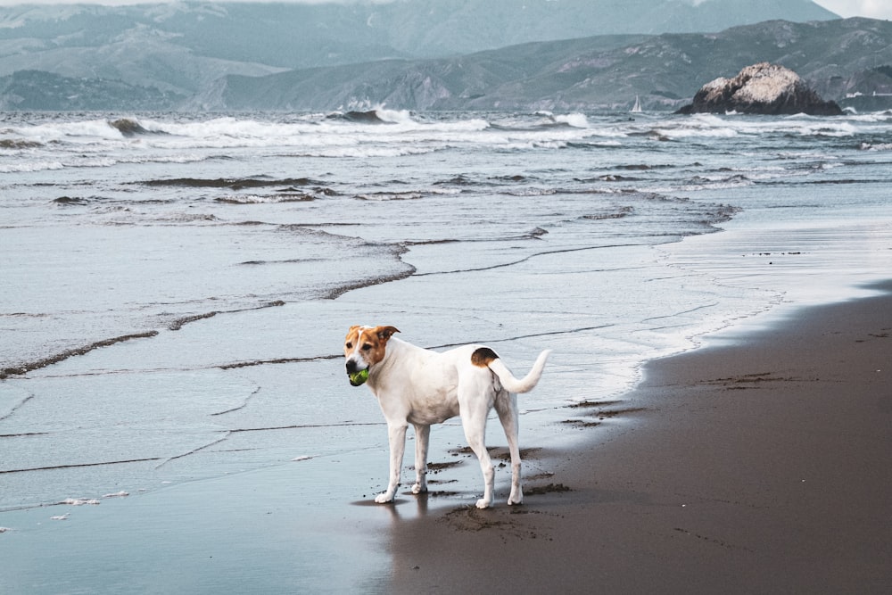 a dog on a beach with a ball in its mouth