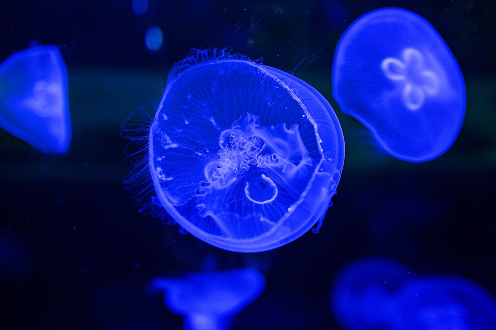 a group of blue jellyfish floating in the water