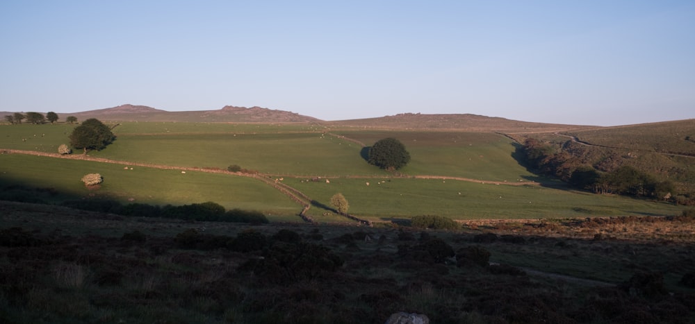 a grassy field with a few trees in the distance