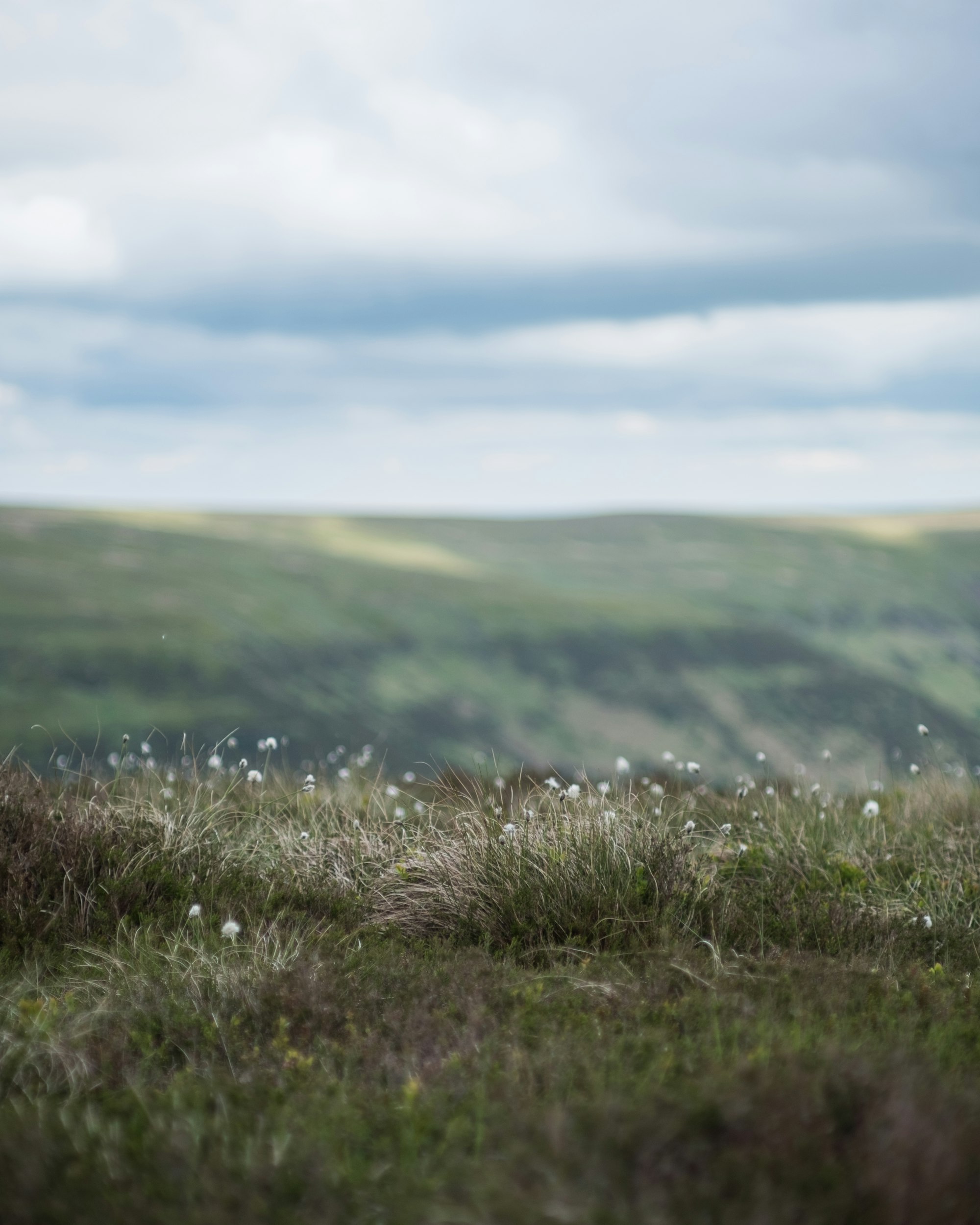 Small white flowers with rolling hills in the background