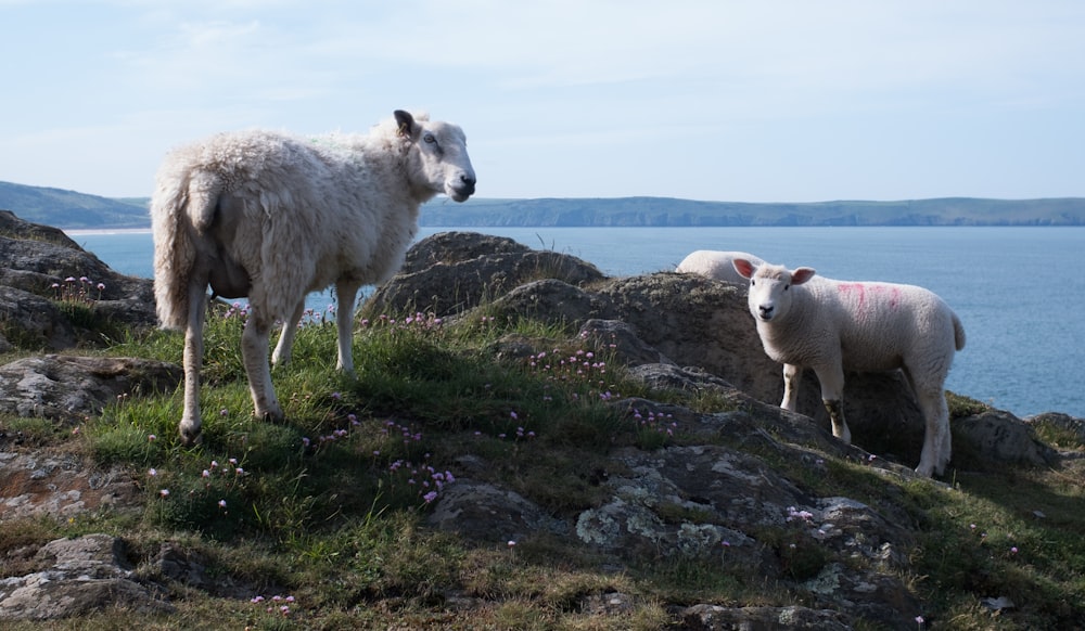 a couple of sheep standing on top of a grass covered hillside