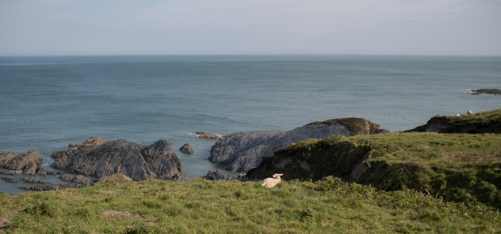 uma ovelha sentada no topo de uma encosta verde exuberante ao lado do oceano