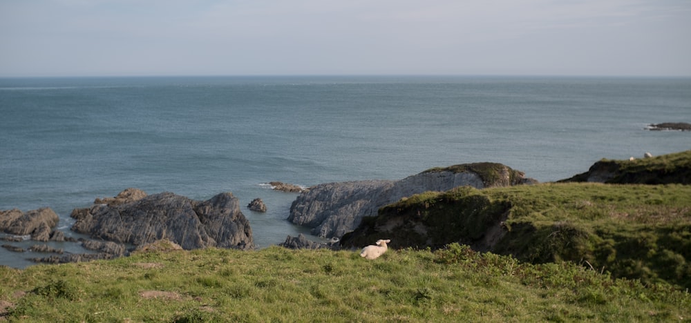 a sheep sitting on top of a lush green hillside next to the ocean