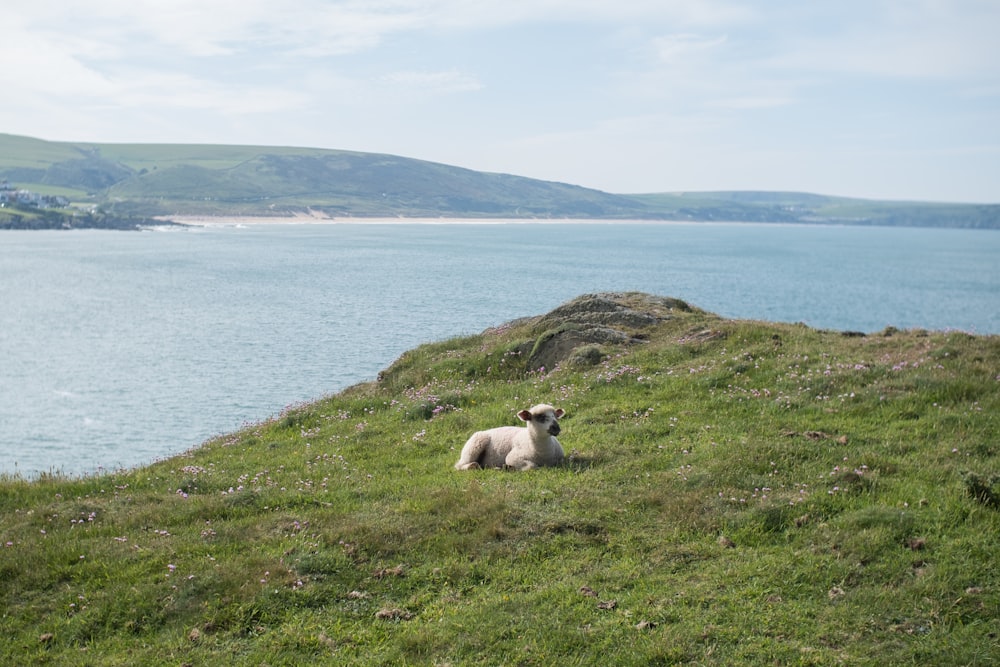 a sheep sitting on a grassy hill next to a body of water