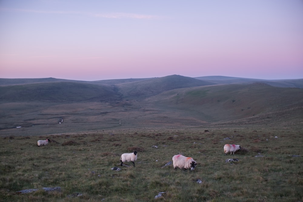 a herd of sheep grazing on a lush green hillside