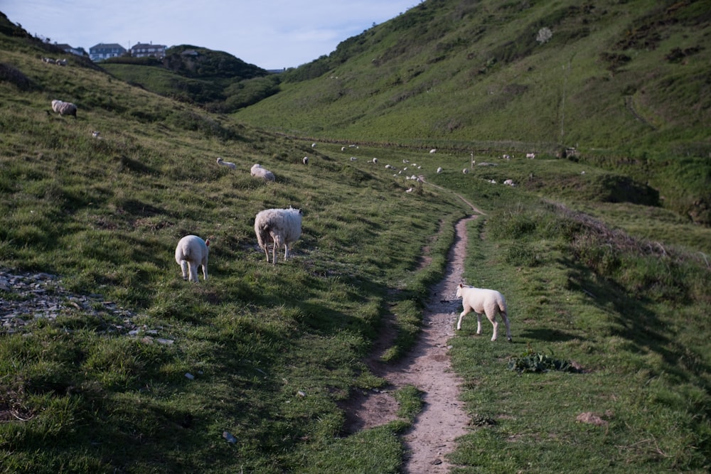 a herd of sheep grazing on a lush green hillside