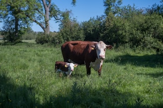 A smiling farmer gently holding a healthy calf in a lush green pasture under a clear sky.