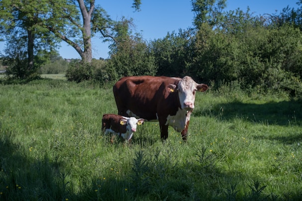 A smiling farmer gently holding a healthy calf in a lush green pasture under a clear sky.