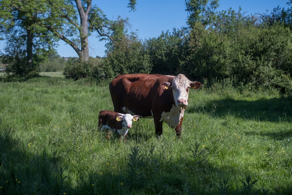 une vache mère et son veau debout dans un champ