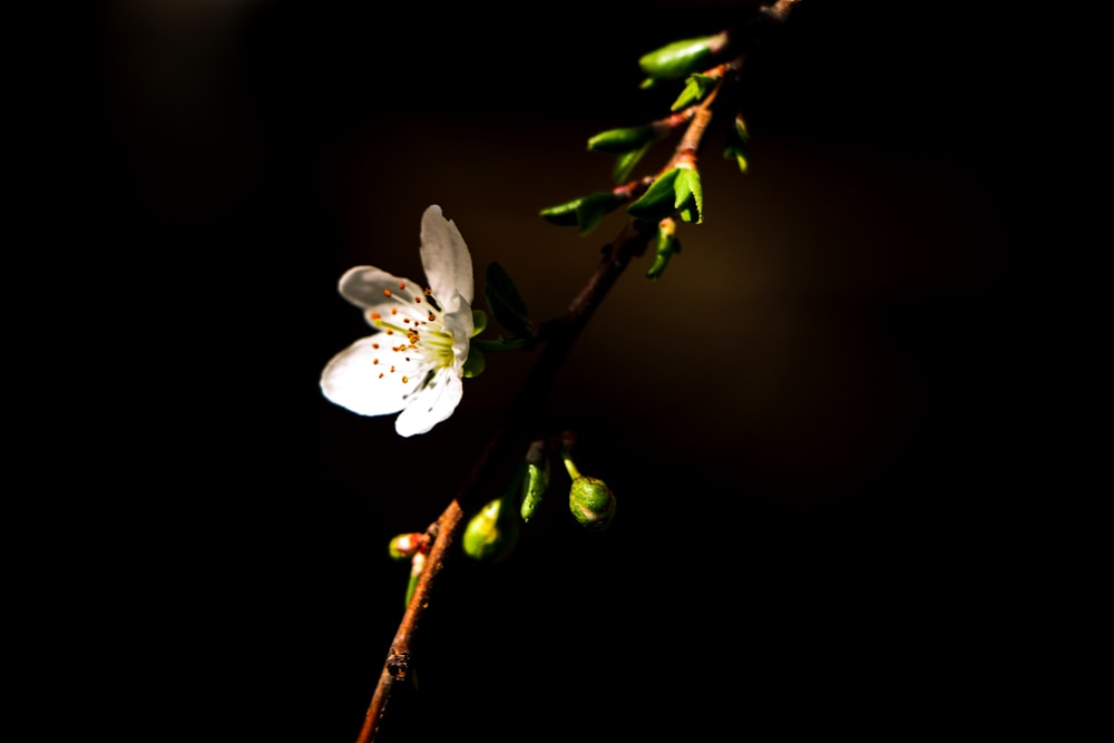 a white flower on a twig in the dark