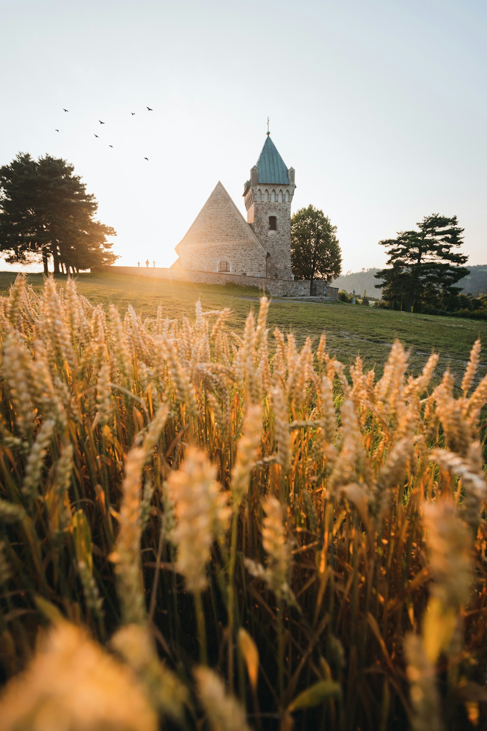 Un campo de hierba alta con una iglesia al fondo