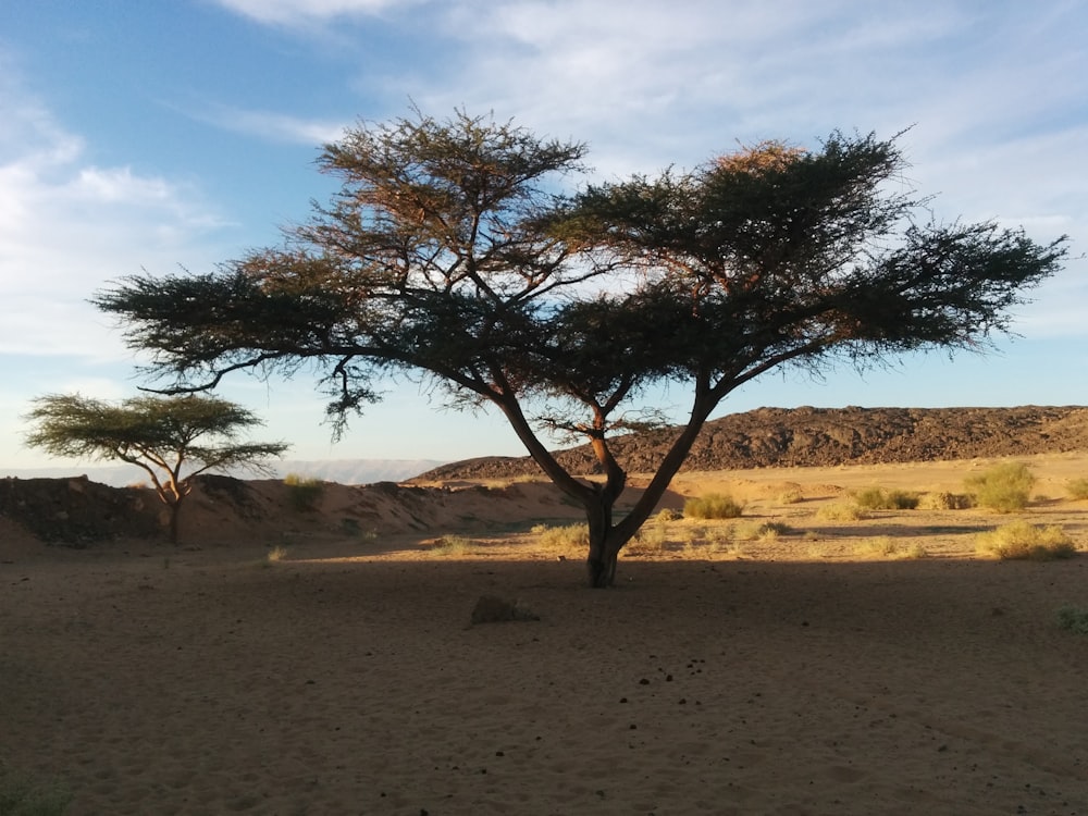 a lone tree in the middle of a desert