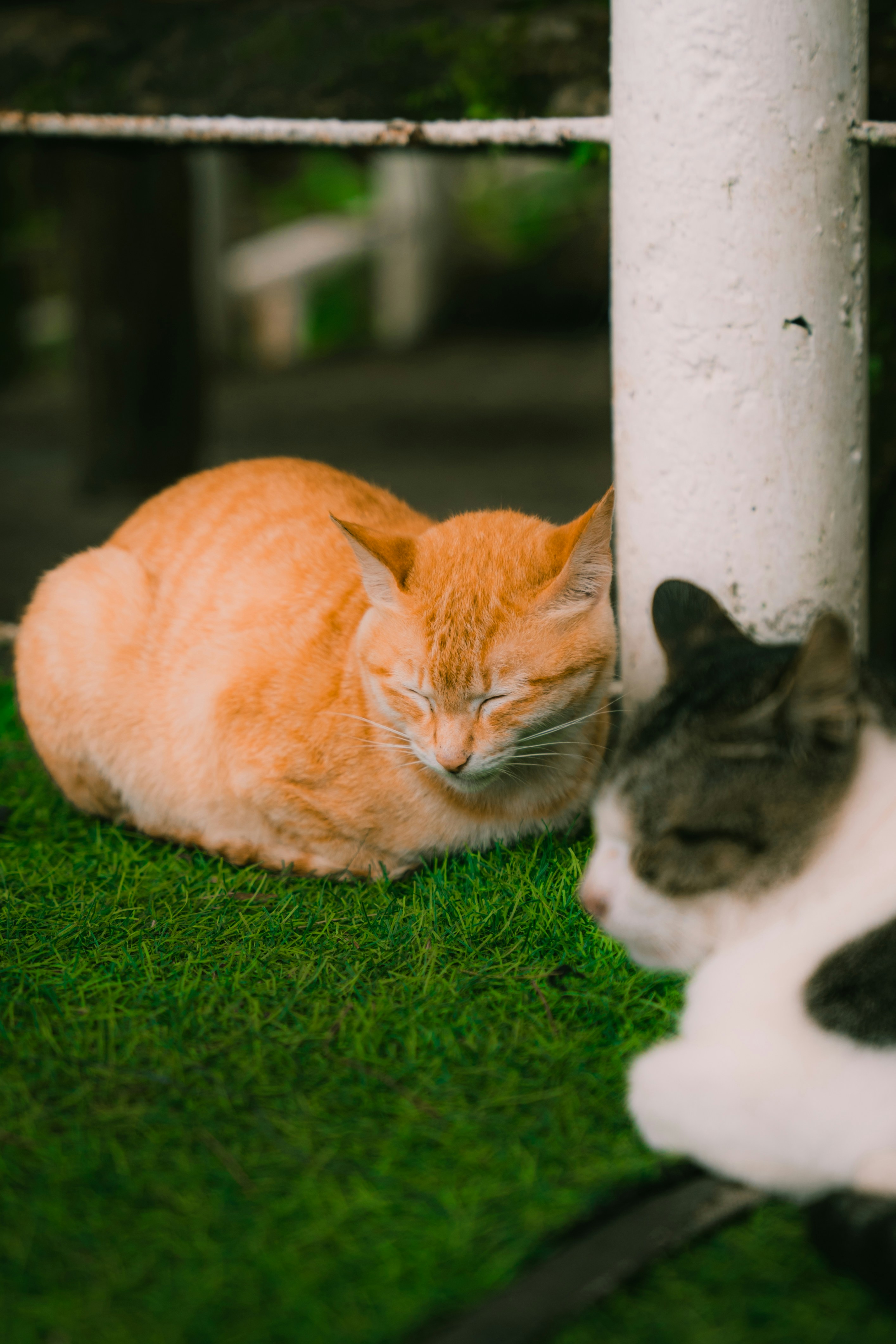 Photo by itadakidesu