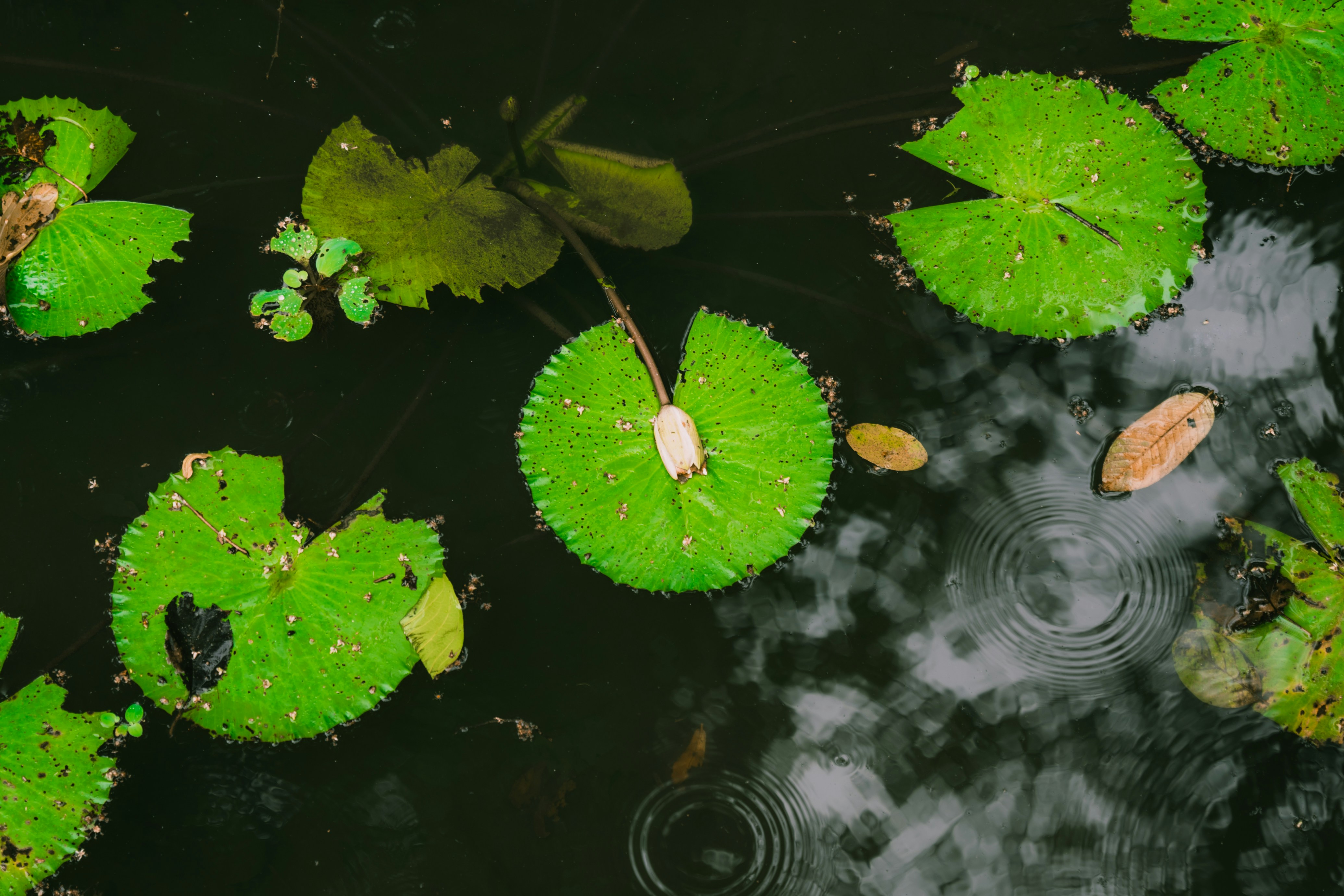 Photo by itadakidesu