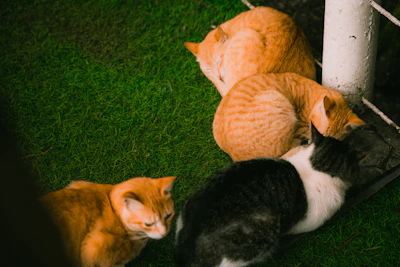 a group of cats sitting on top of a lush green field