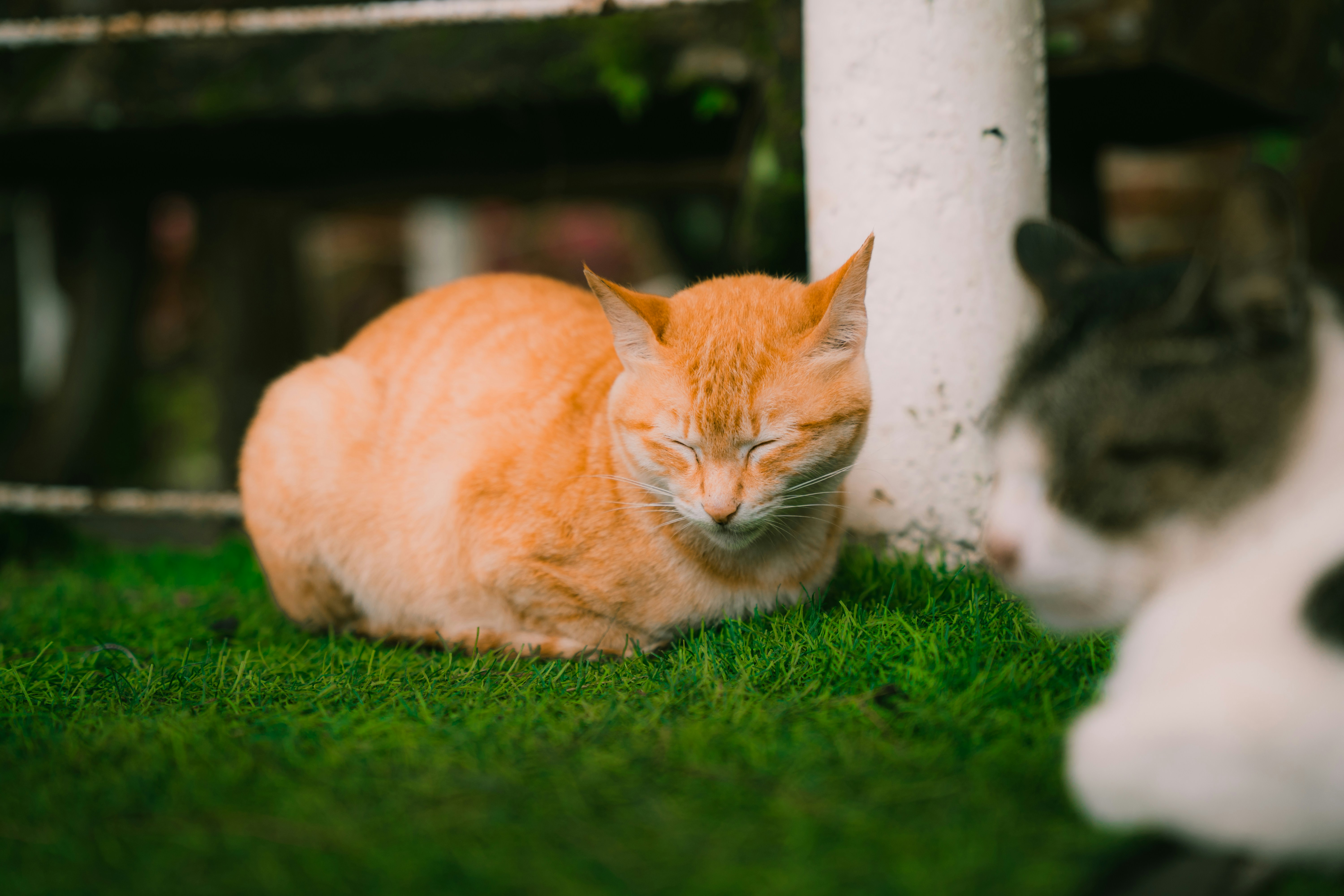 Photo by itadakidesu