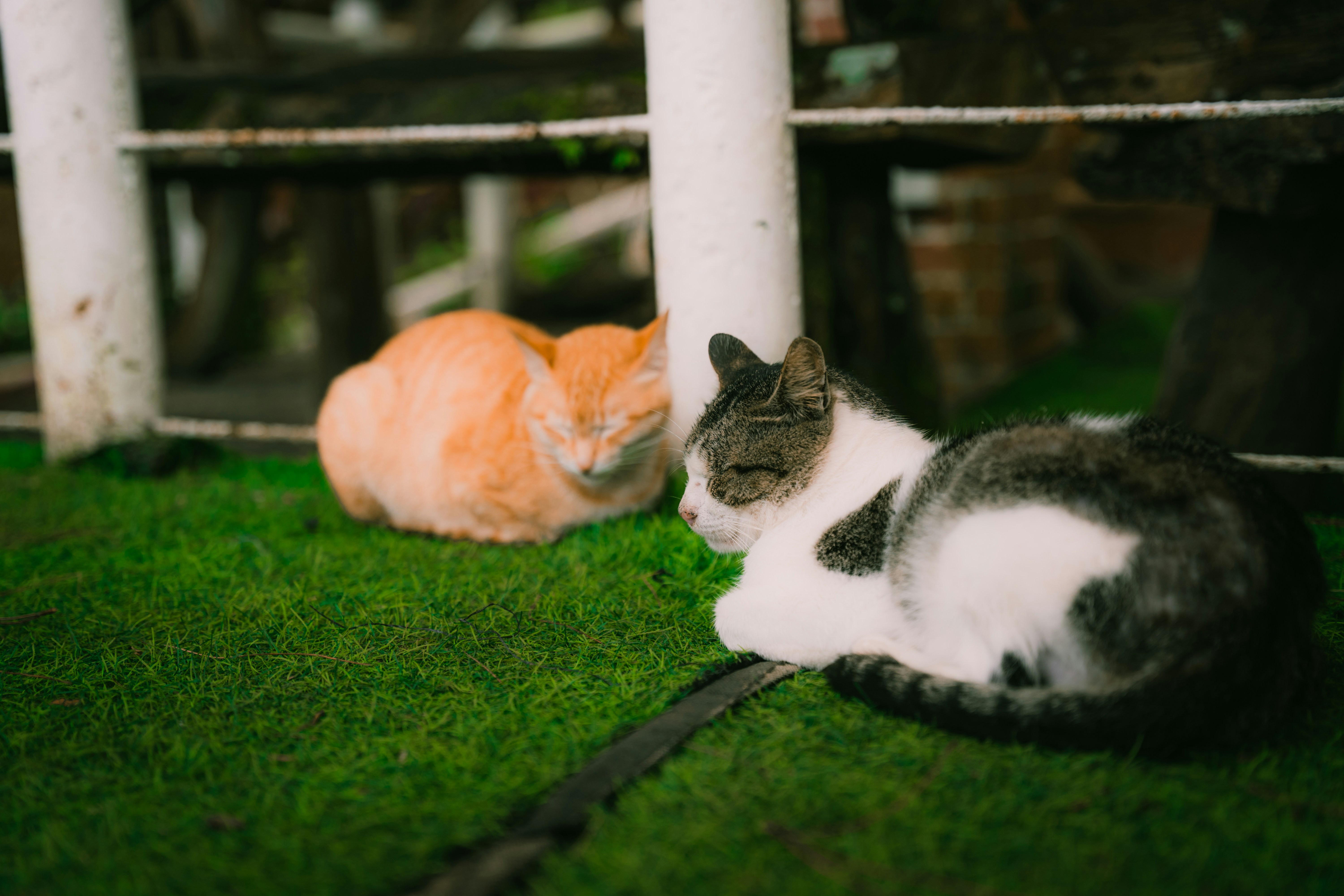 Photo by itadakidesu