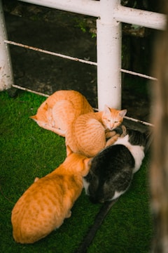Four cats are lying close together on a patch of green artificial grass, next to a white, rustic metal fence. Three of the cats have orange fur and one has a mix of black and white fur.