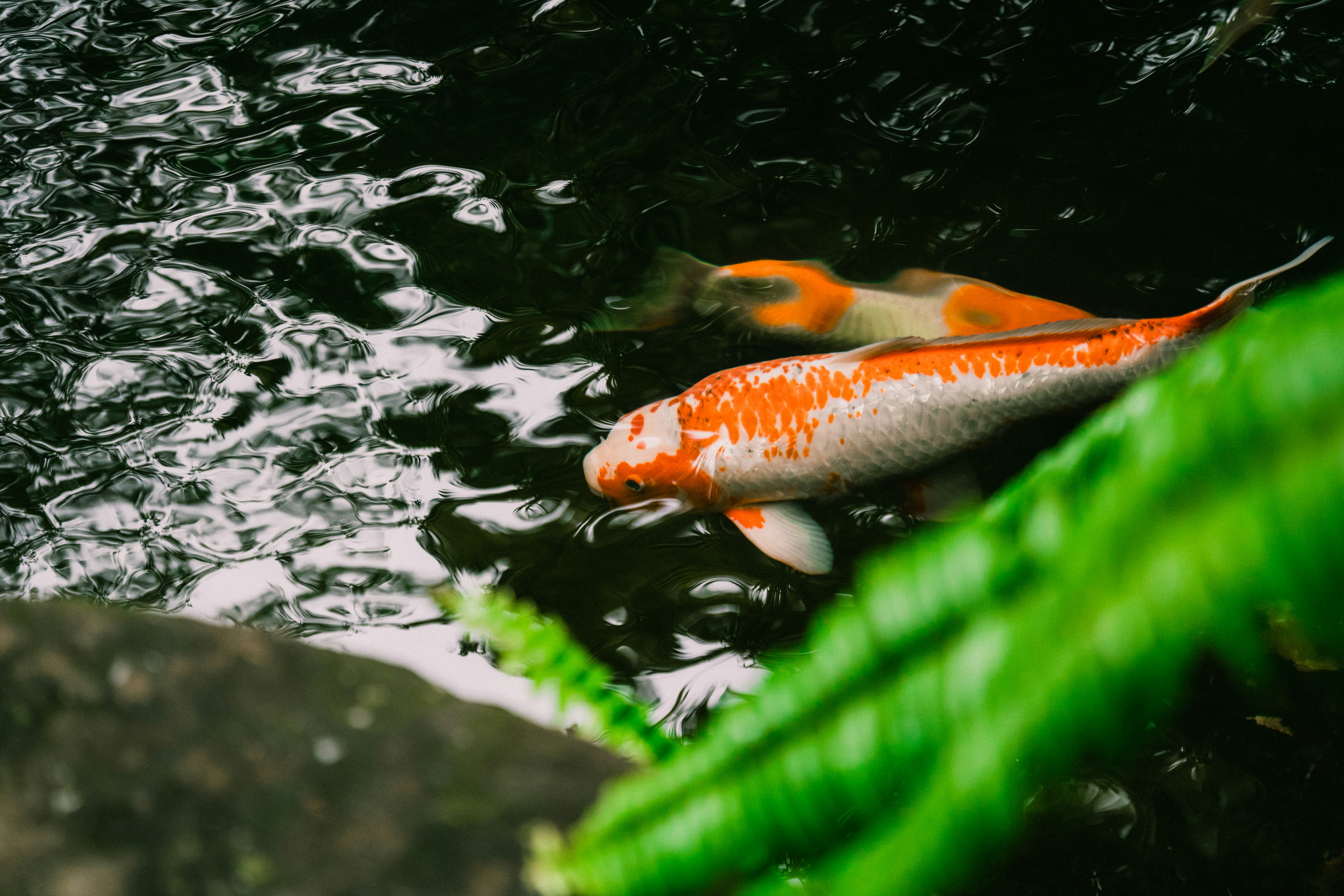 Photo by itadakidesu