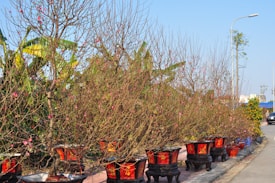 A row of potted trees with sparse pink blossoms is arranged along a sidewalk. The pots are decorative and placed on a paved area. In the background, banana plants and other greenery are visible under a clear blue sky. A streetlight and a black vehicle can be seen on the right side of the image.