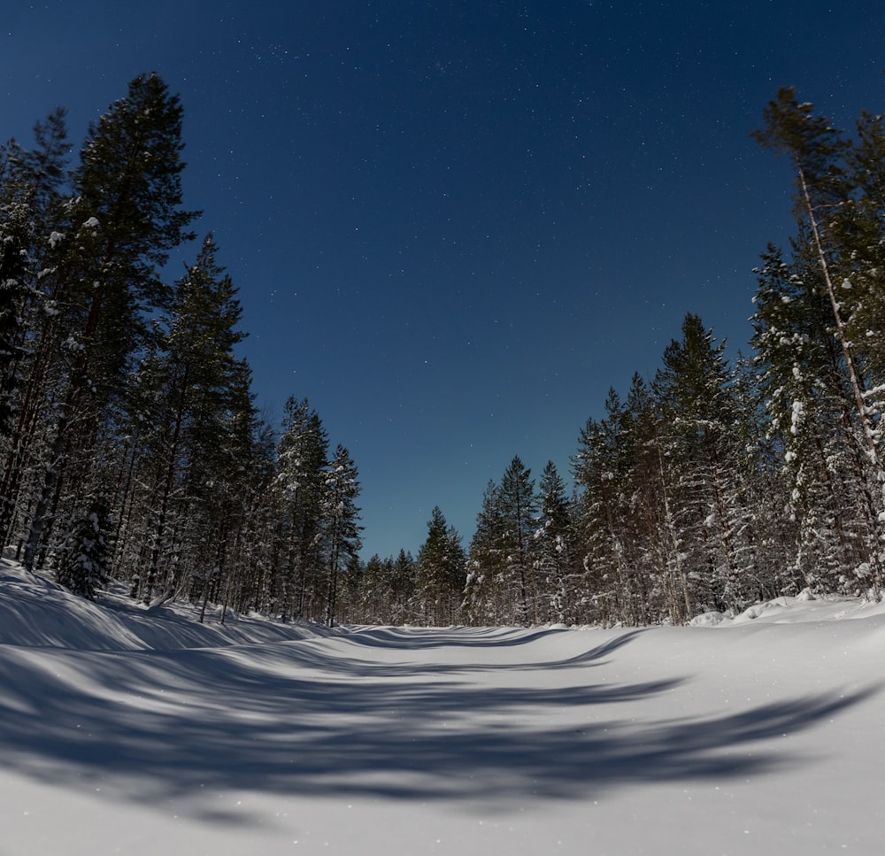 a snow covered road surrounded by trees under a blue sky